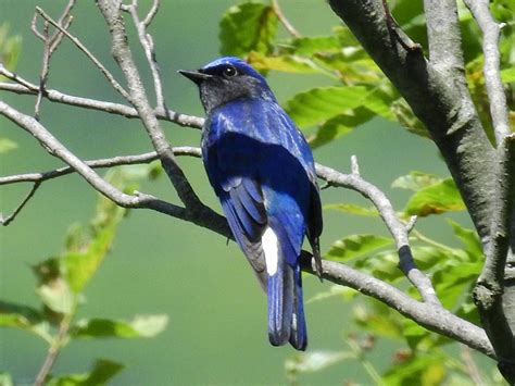 三鳥|日本三鳴鳥とは？日本を代表する美しい鳴き声を持つ。